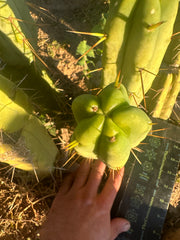 👑🌶️🌶️ Jiimz Twin Spine  — 11” Pup