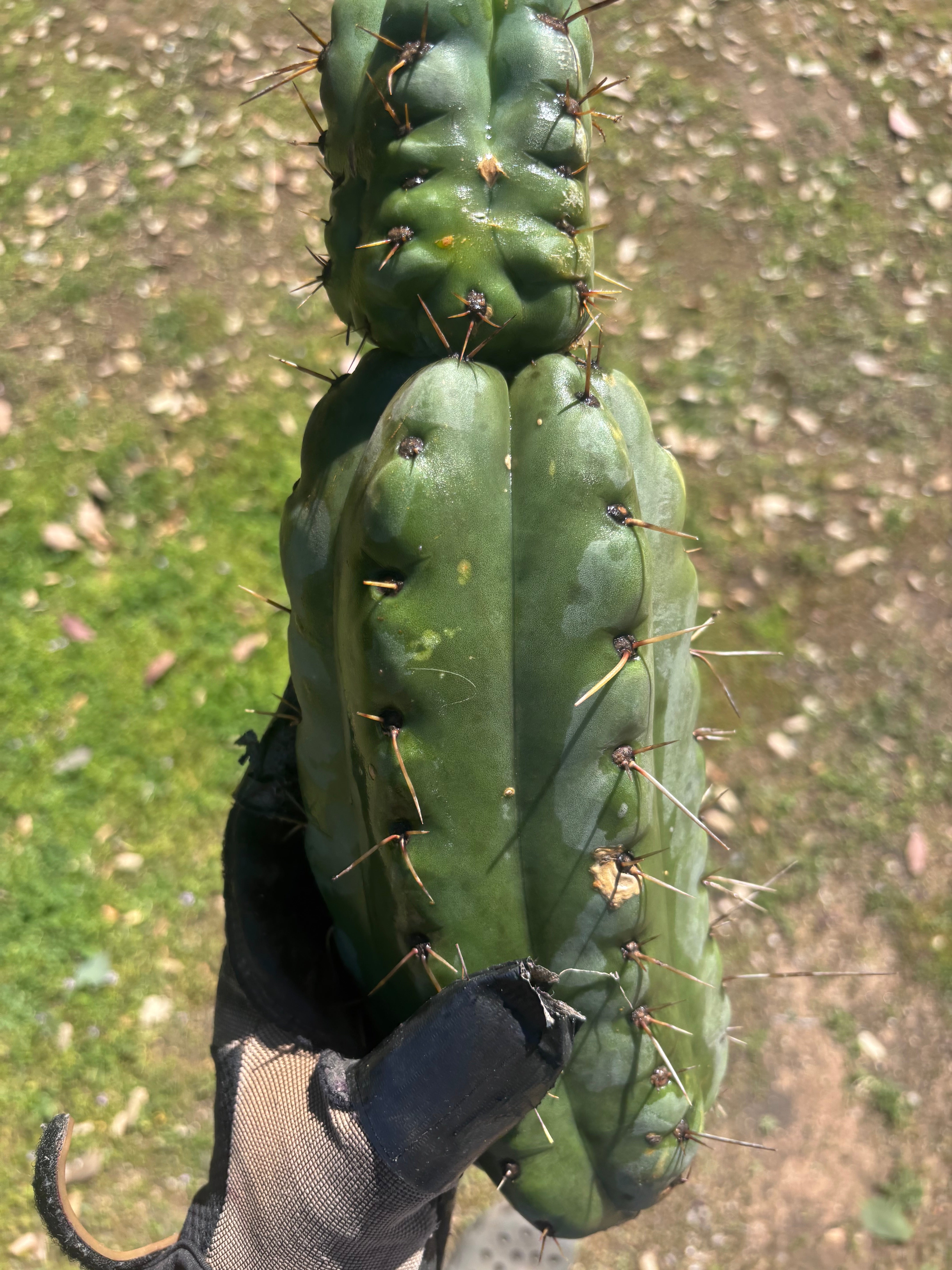💎🌶️🌶️ NOM — Beefy 13” Stacker Pup