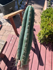 👑💎 Chavin De Huantar — XL 17” Tip