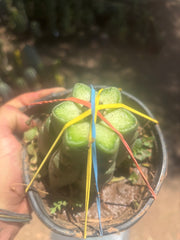 💎👑💎 SCB  — Pup Graft on Rooted Pierre