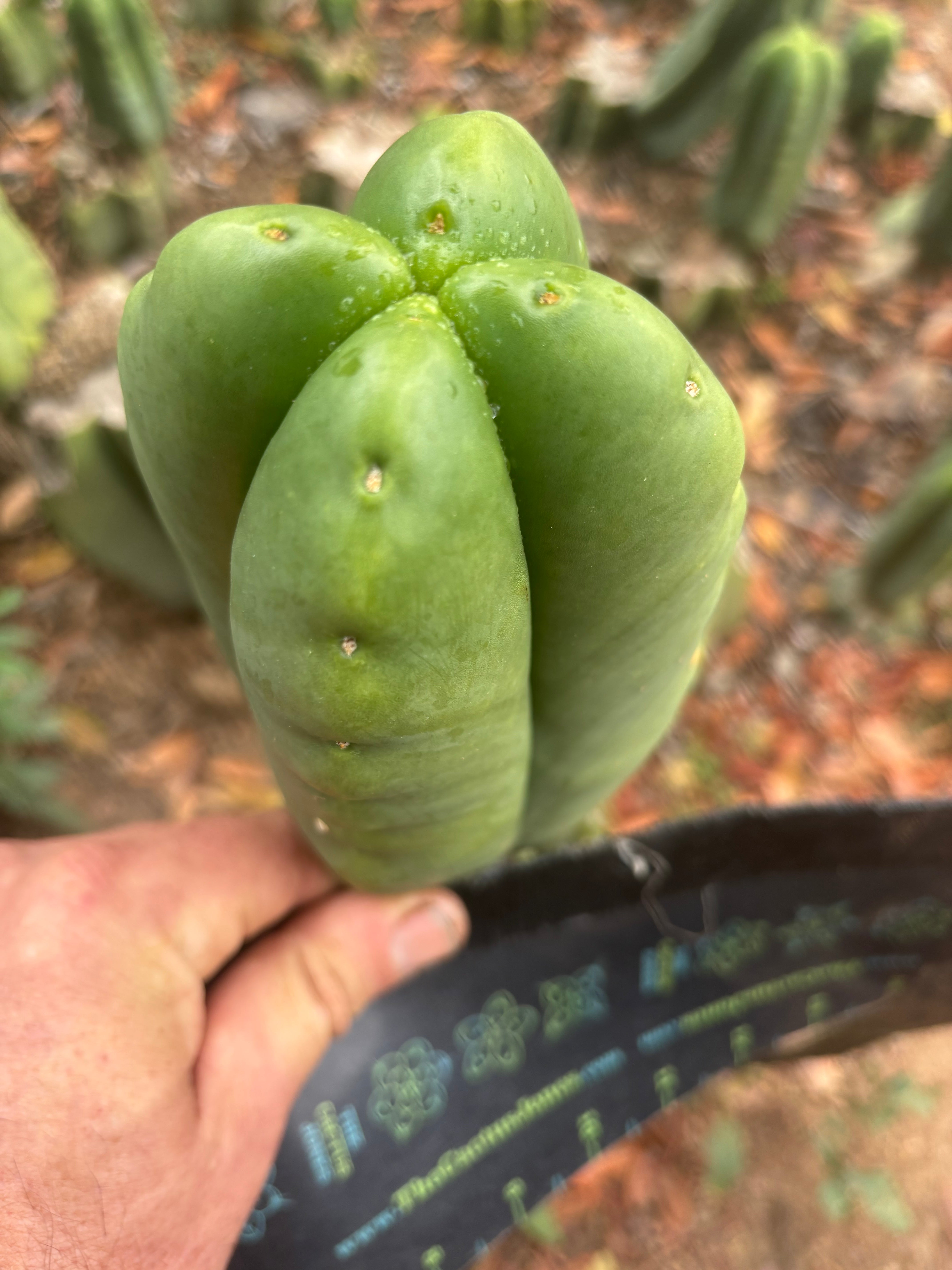 💎👑🌶️ Ferah — 6” Fourwang Tip