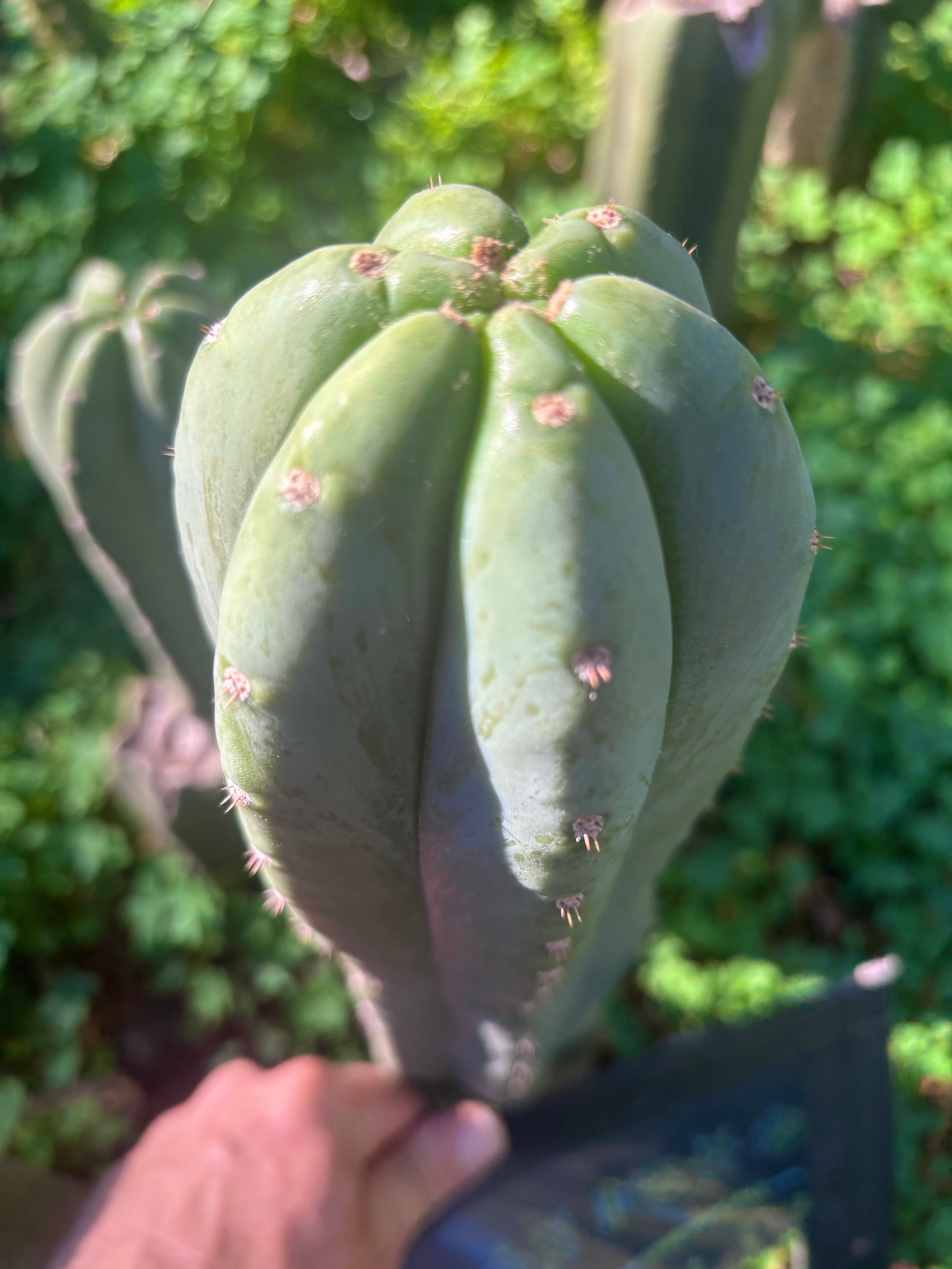 👑🌶️ Pierre — Chonky 12” Tip