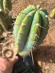💎👑🌶️ CGG — 12” Melon Pup