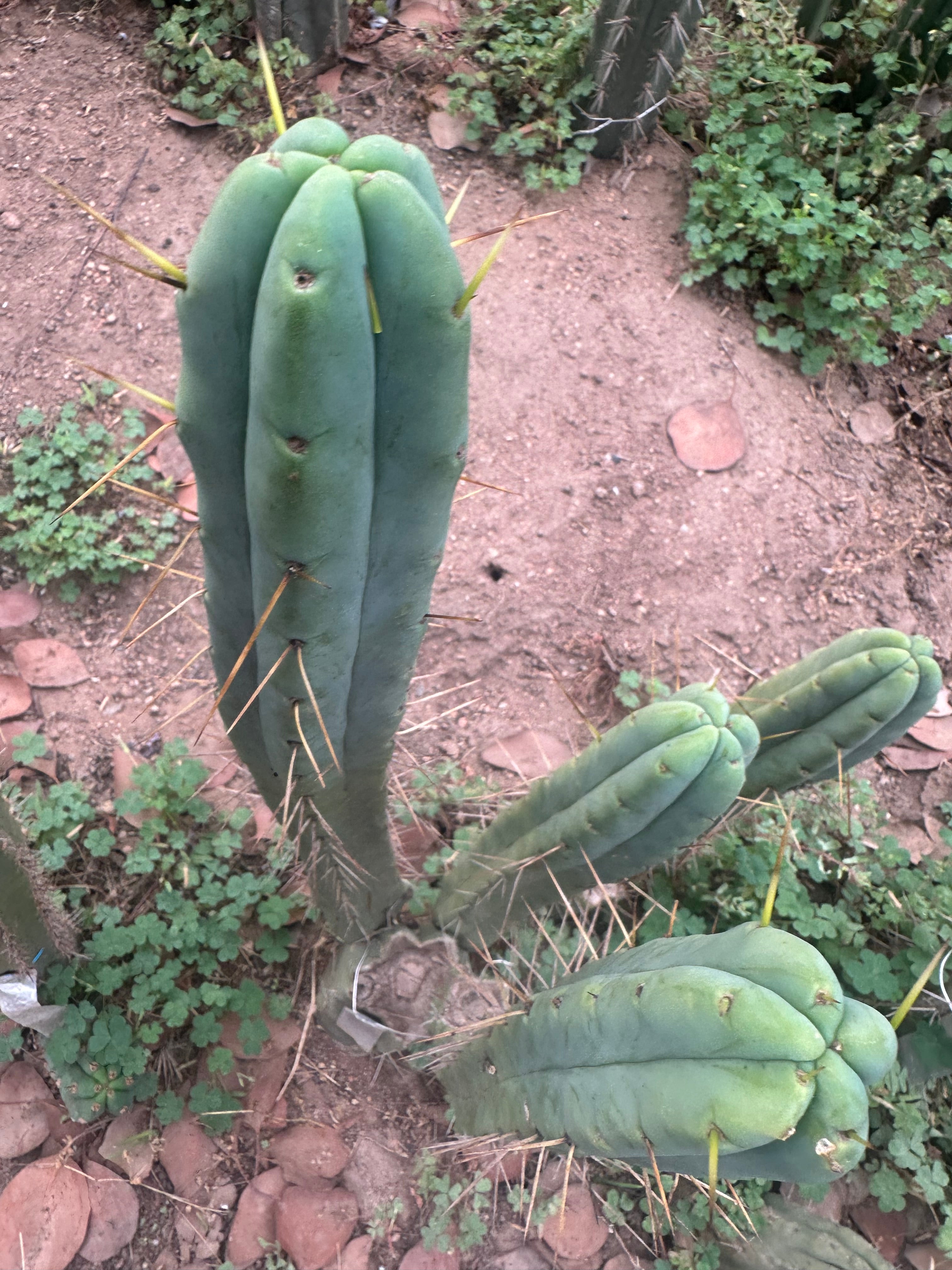 👑🌶️ Psycho0’ x SS02 — 10” Tip