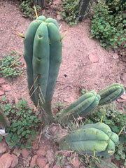 👑🌶️ Psycho0’ x SS02 — 10” Tip