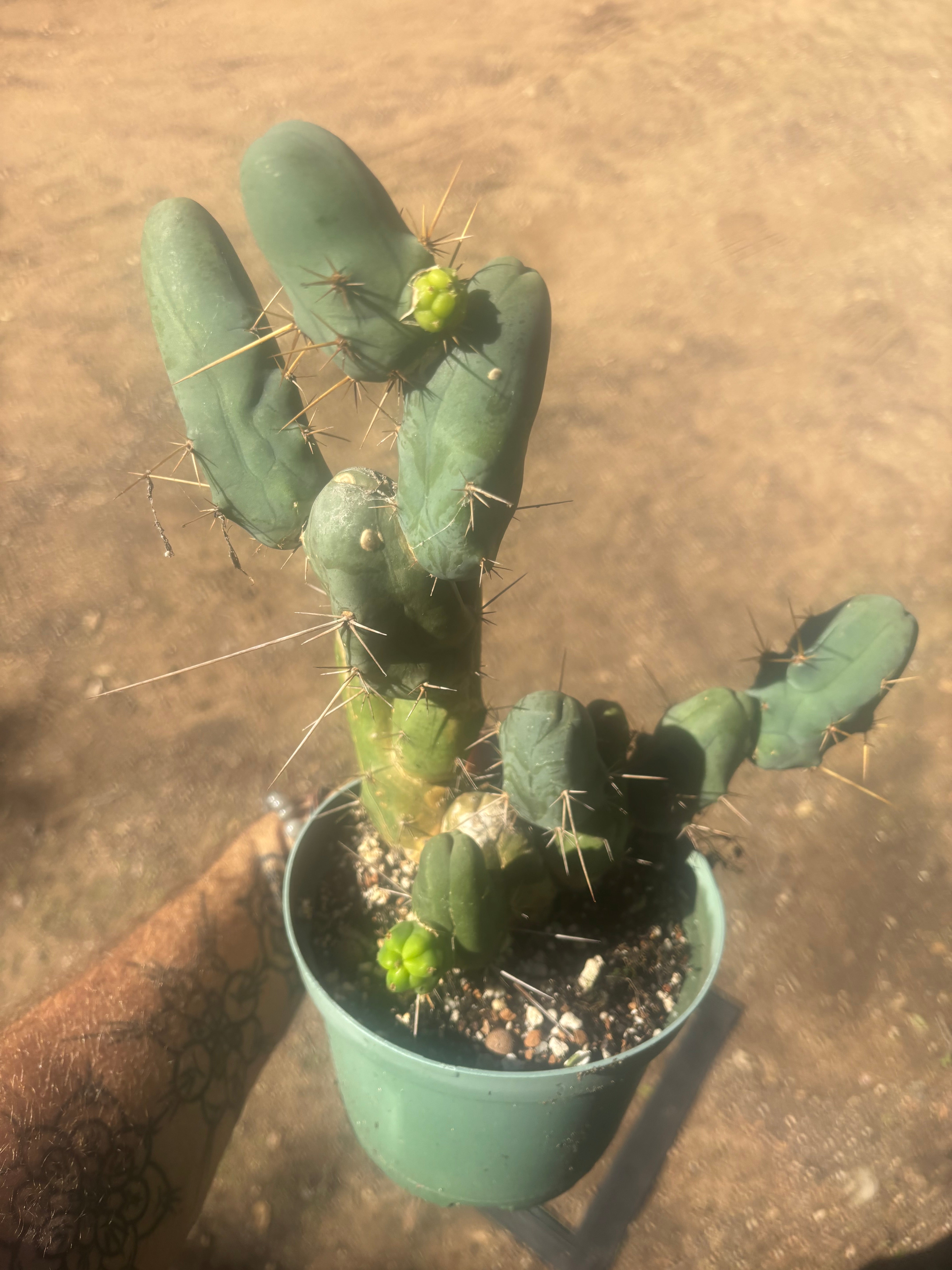👑🌶️🌶️  TBM Clone B — Fully Rooted, 12 Segments