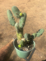 👑🌶️🌶️  TBM Clone B — Fully Rooted, 12 Segments