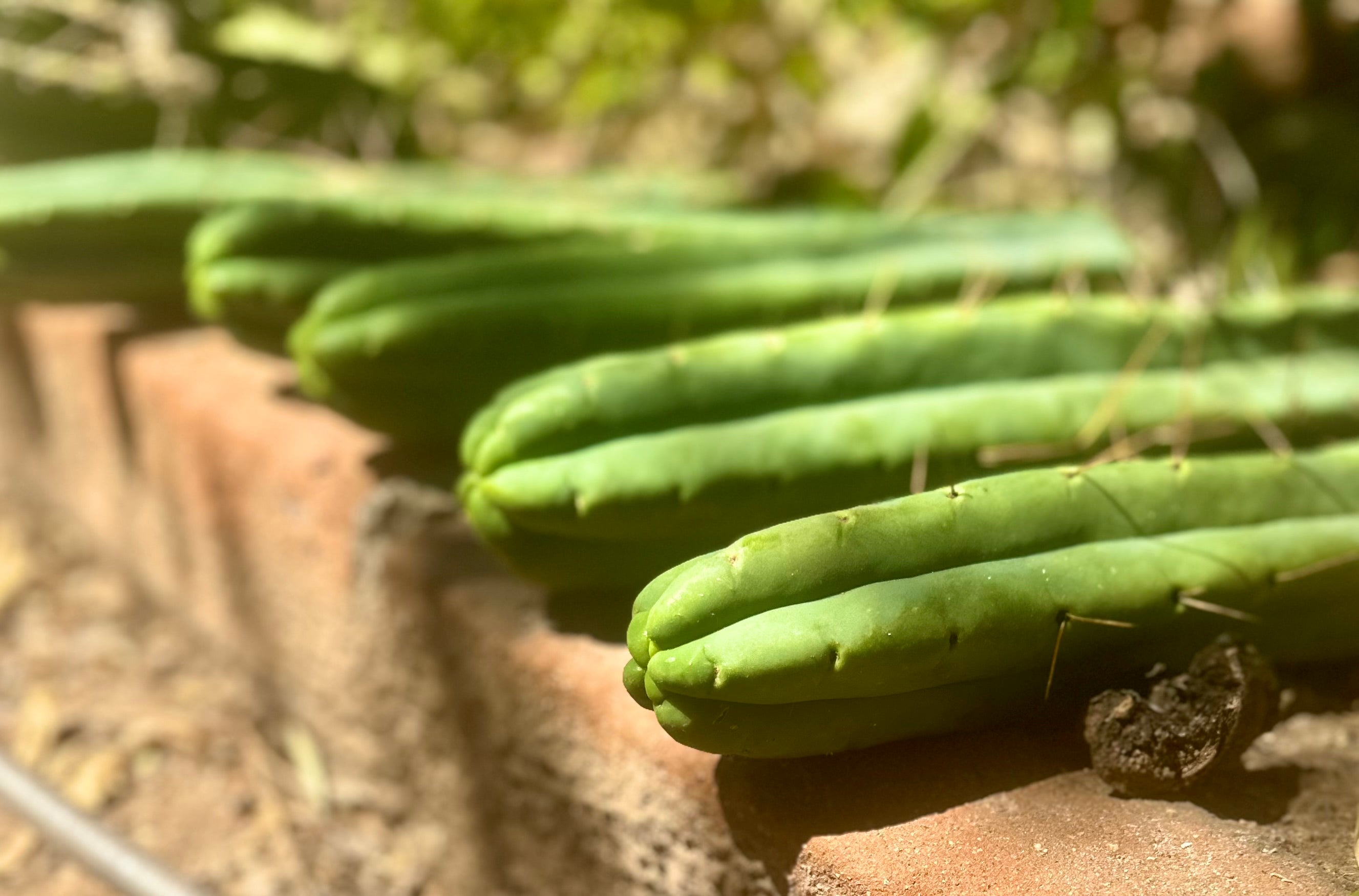 👑🌶️🌶️ Jiimz Twin  — XL 13” Tips (5)