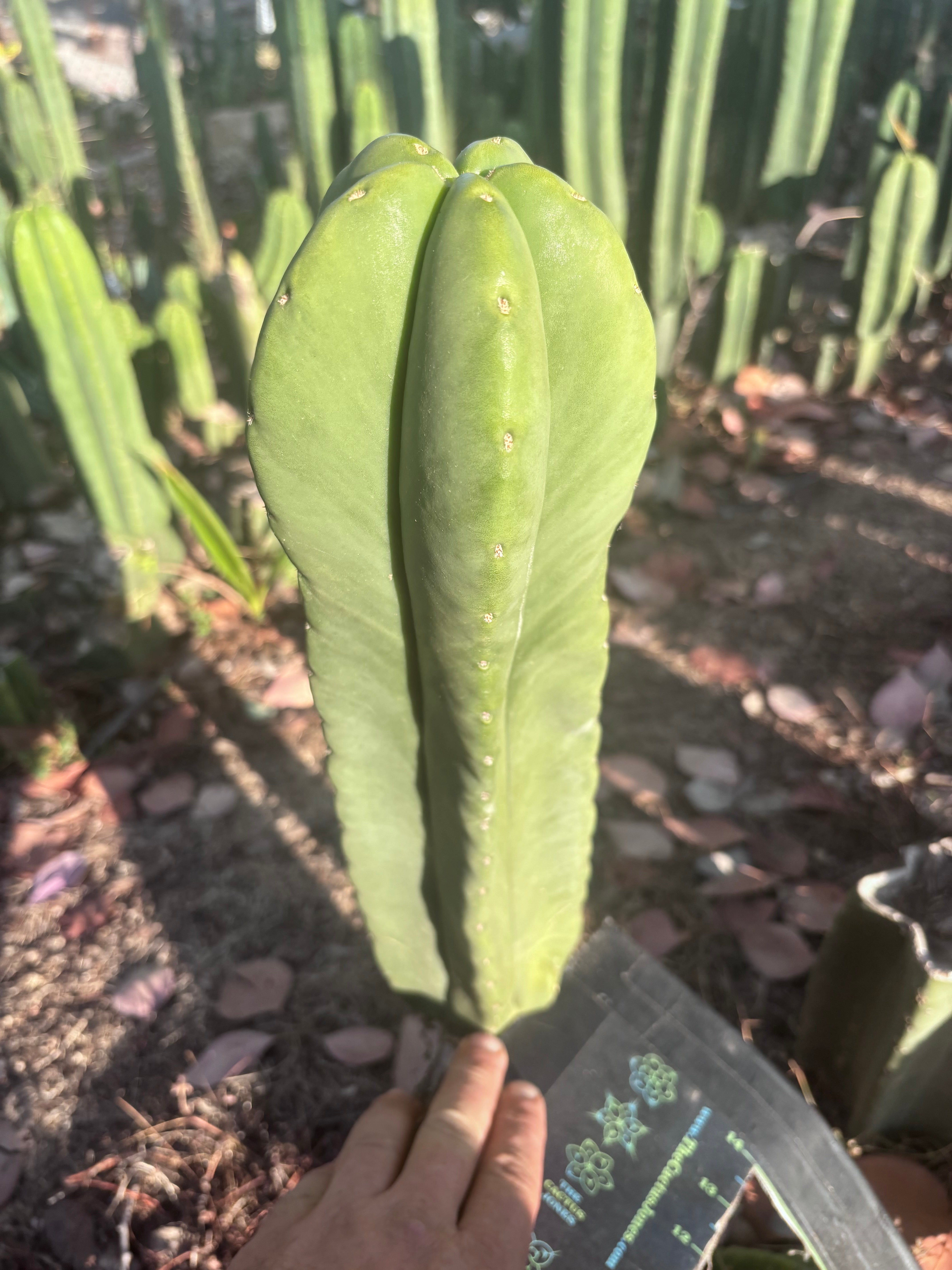 👑🌶️ Zulk — XL FAT 13” Pup
