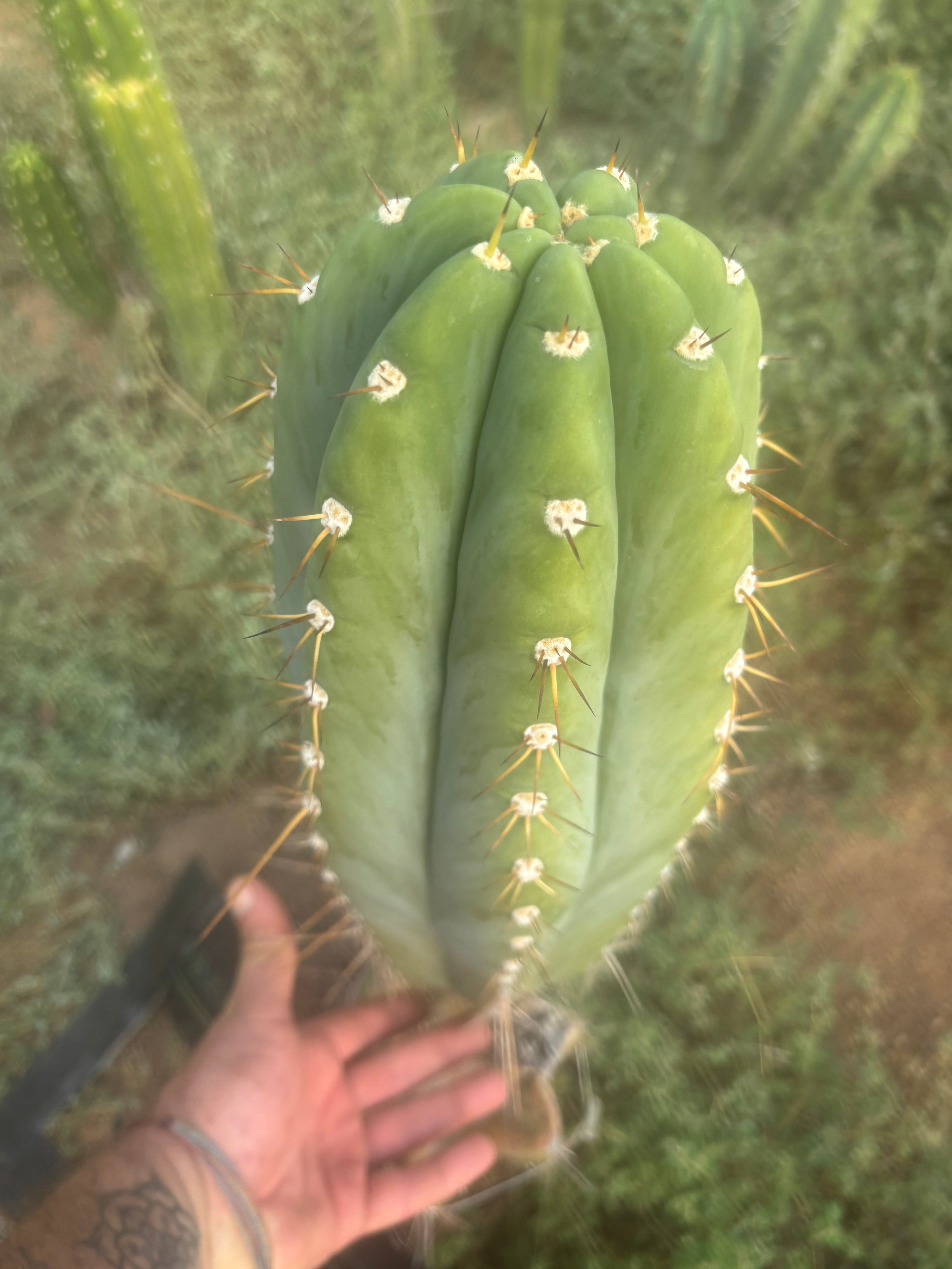 💎👑🌶️ CGG — MASSIVE 17” Melon