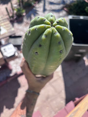 👑💎🌶️ The 2nd Fattest Soozy Tip I’ve Ever Listed