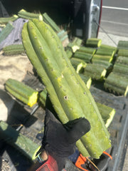 👑🌶️ Tom Juuls Giant  — XL Thick 15” Tip