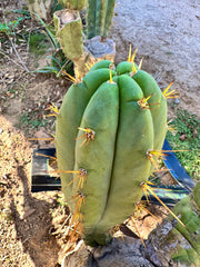 👑 Lotusland Huanu — FAT 10” Pup