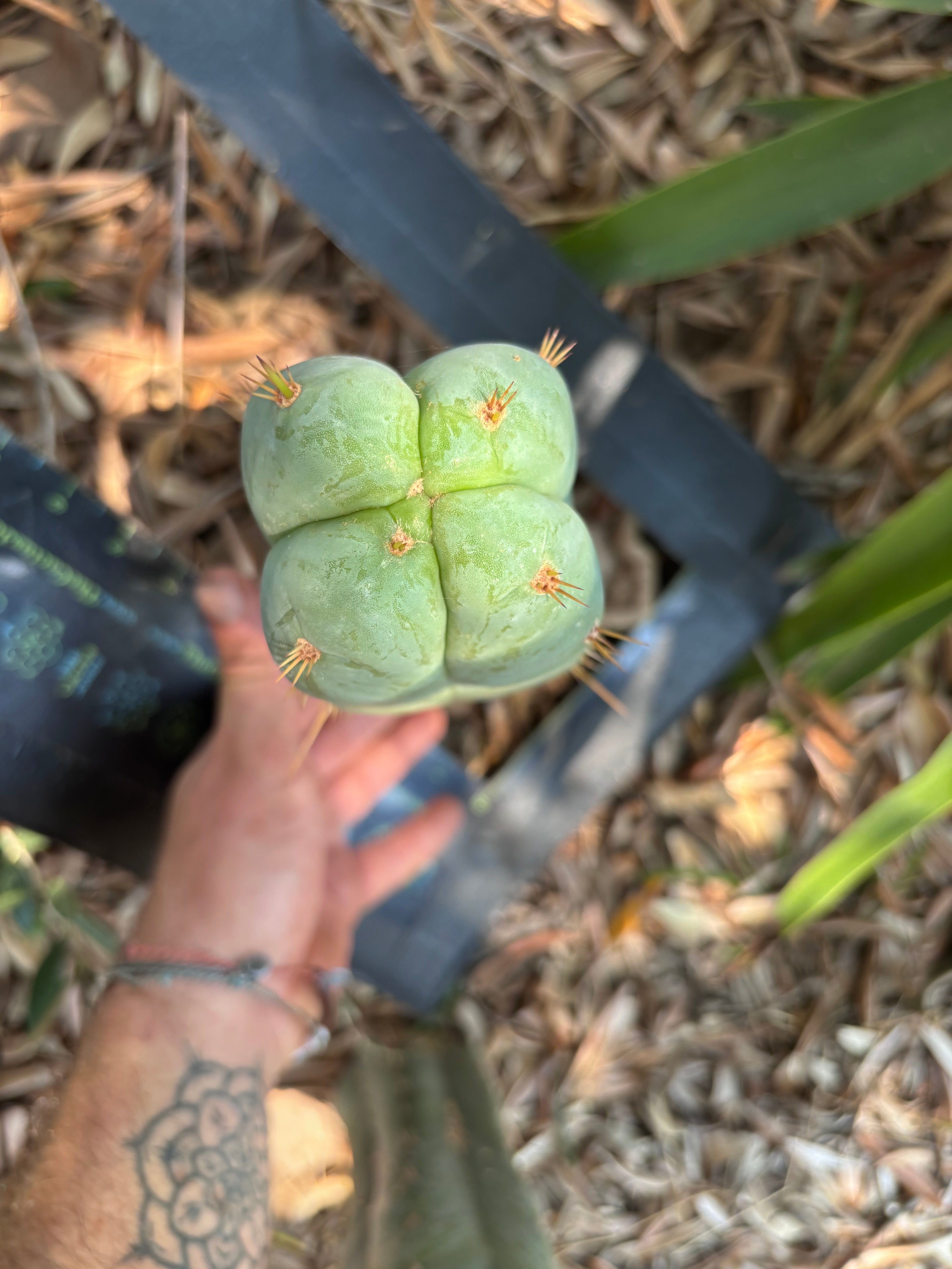 👑 Lotusland Huanu —  Irresistible FourWang 11” Pup