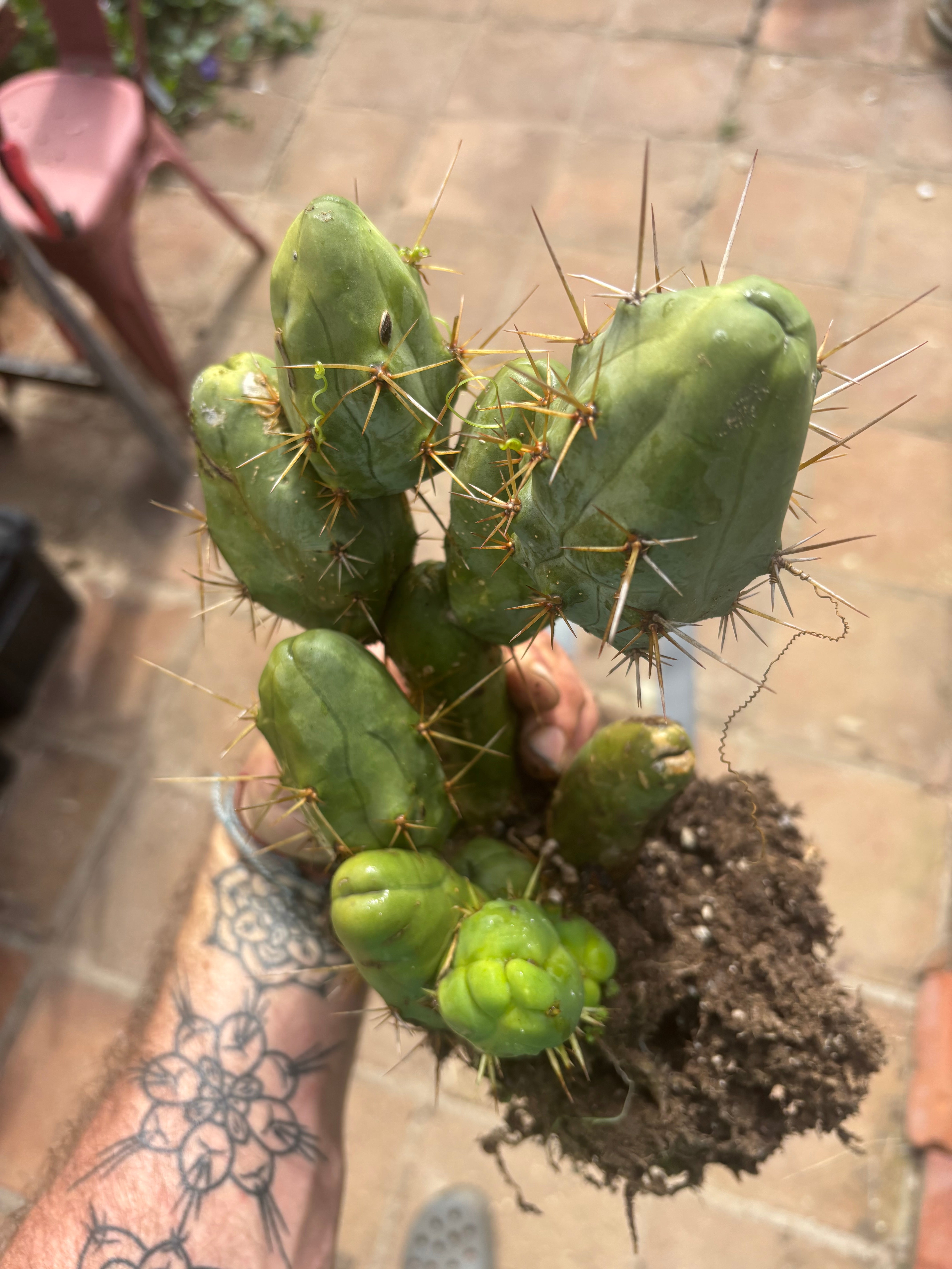 👑🌶️🌶️  TBM  Clone B — XL Rooted Cluster