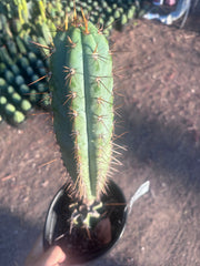 💎👑💎(🌶️ ) Tipz — Fully Rooted 16”