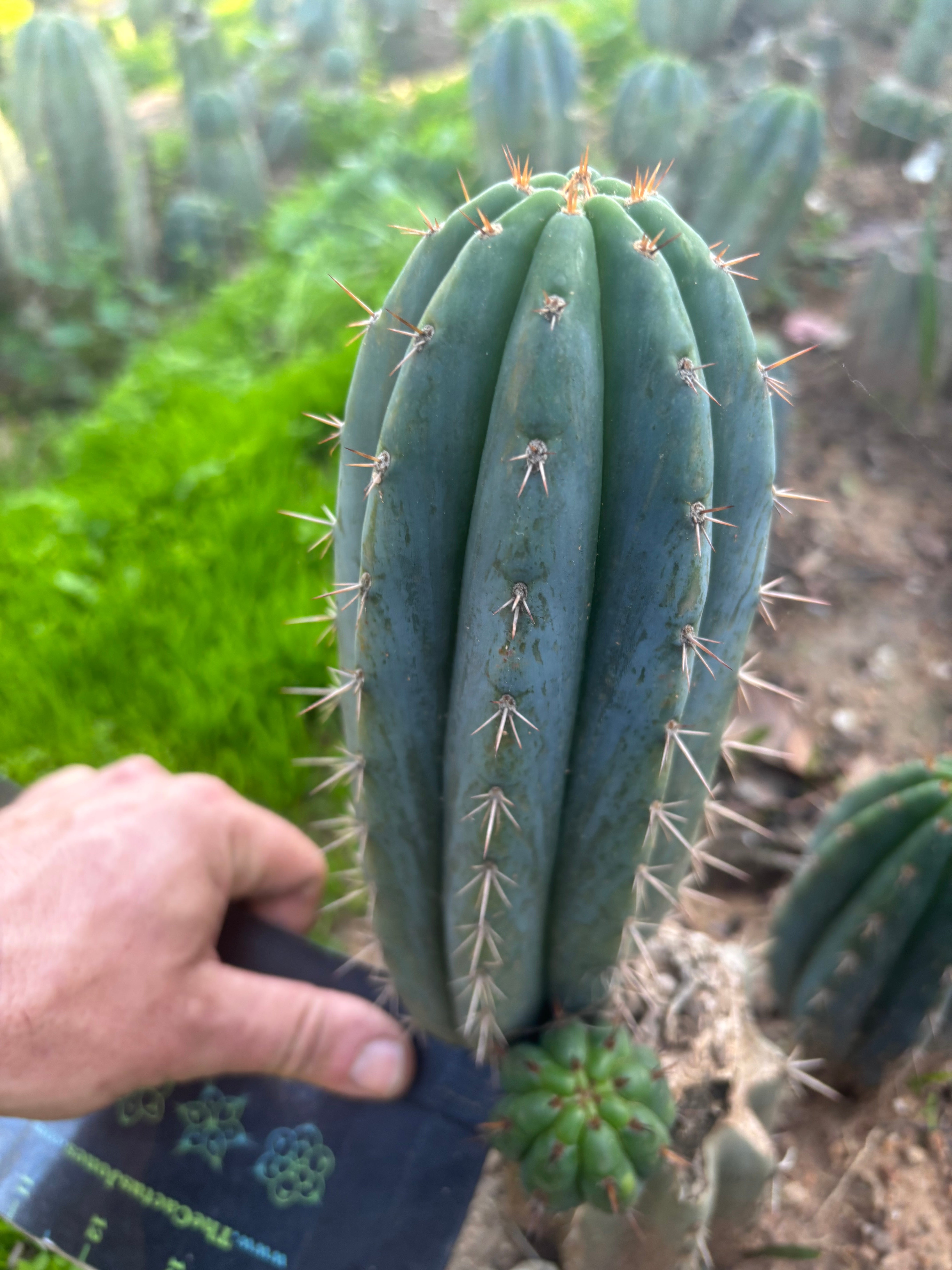 💎👑 Ferret — Another 9” Pup