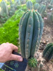 💎👑 Ferret — Another 9” Pup