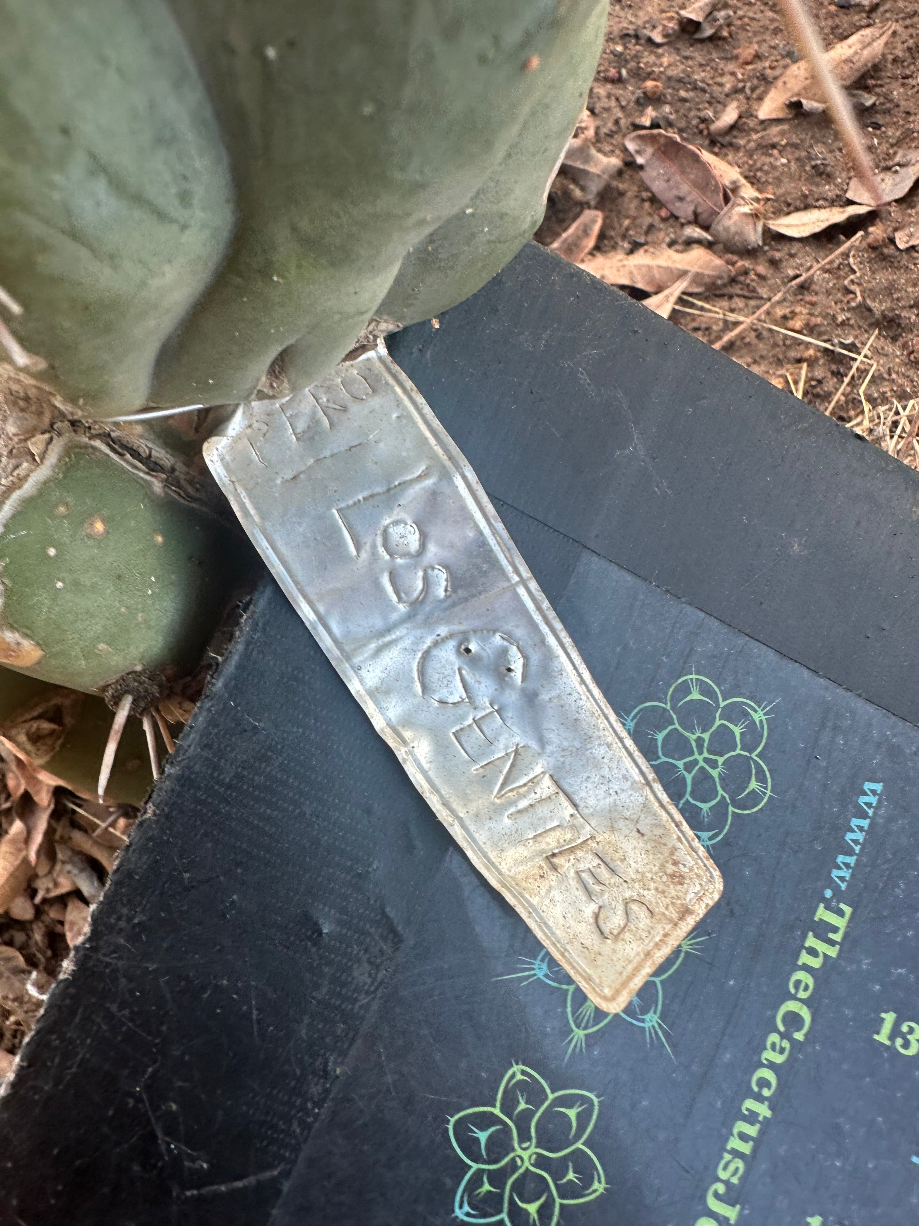 👑🌶️ Los Gentiles—  10” Tip