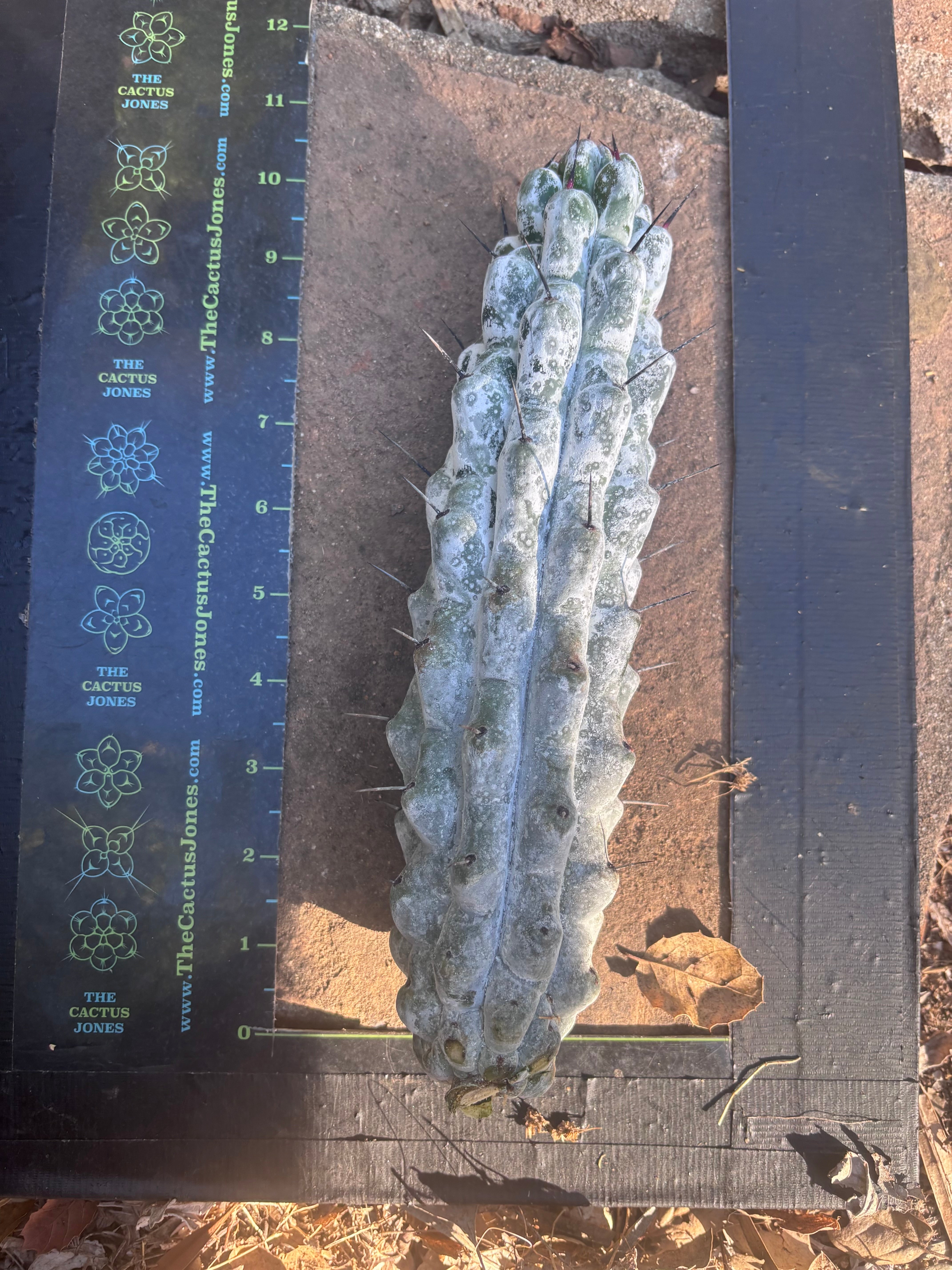 Stenocereus Beneckei — 10” Pup