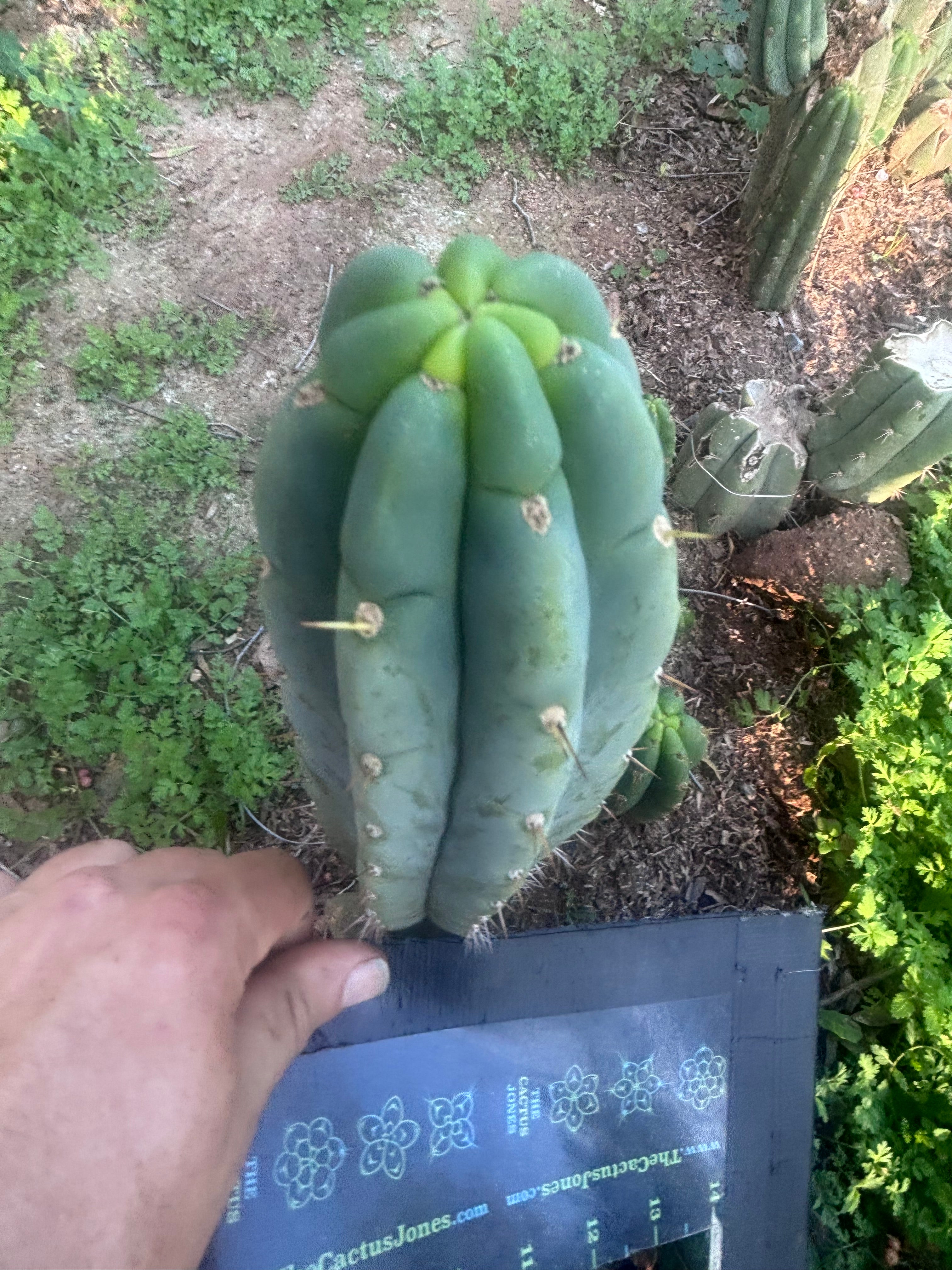 💎👑🌶️🌶️ Austy’s Bomb — 9” Tip