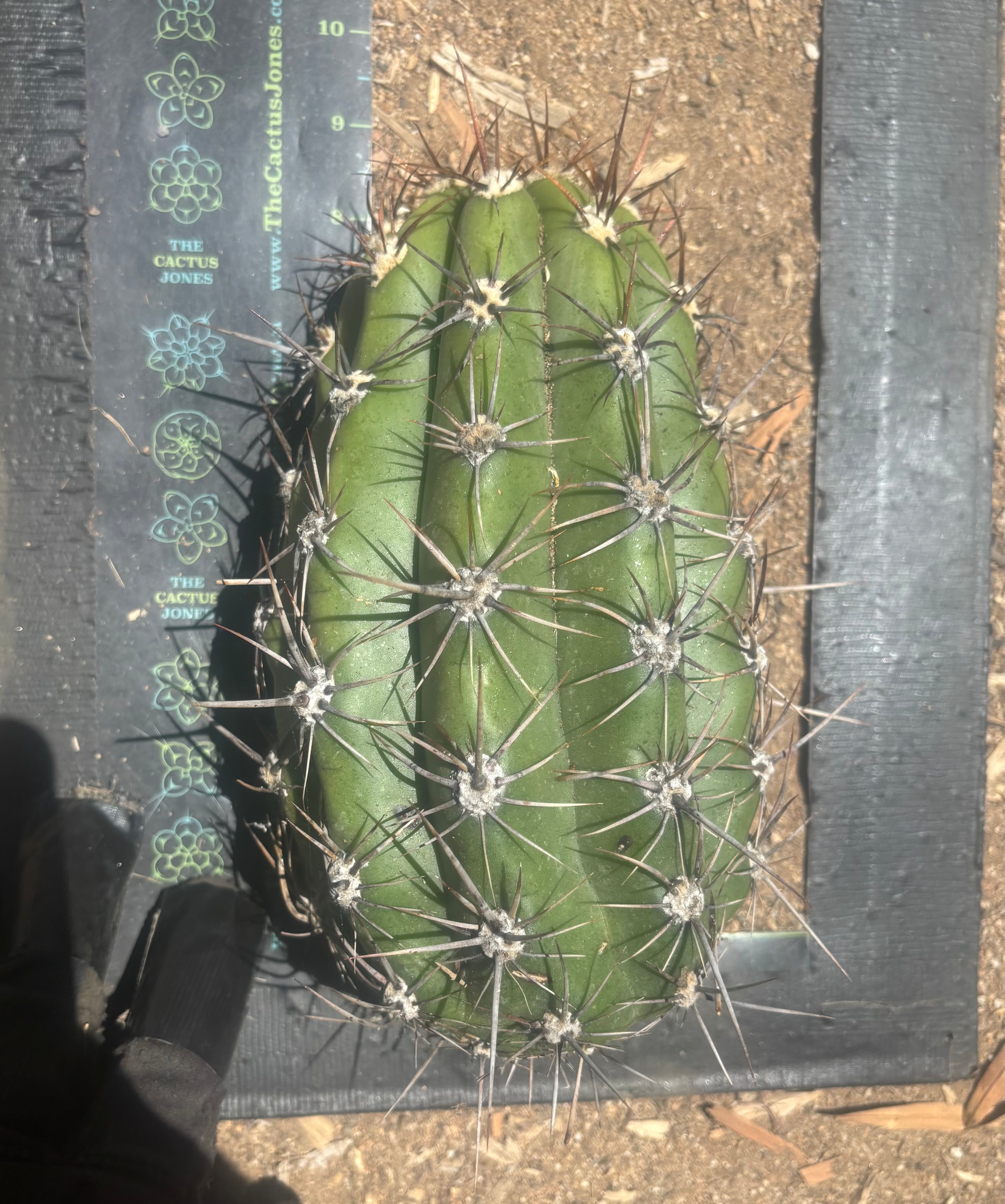 💎⚔️ Taquimbalensis — Chonky 8” Pup