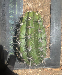 💎⚔️ Taquimbalensis — Chonky 8” Pup