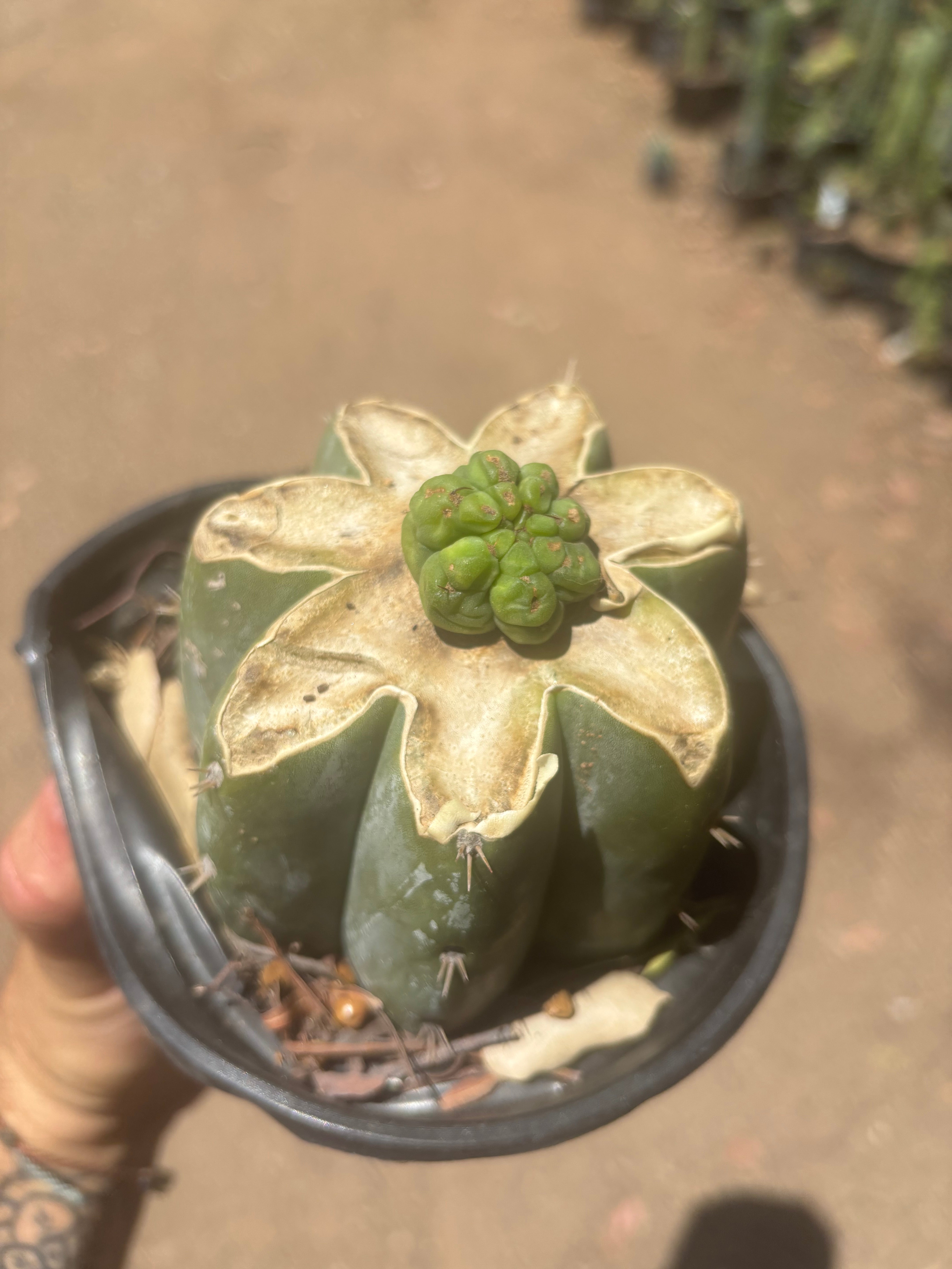 💎👑💎 Havran — Pup Graft on Rooted Shine01