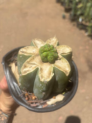 💎👑💎 Havran — Pup Graft on Rooted Shine01