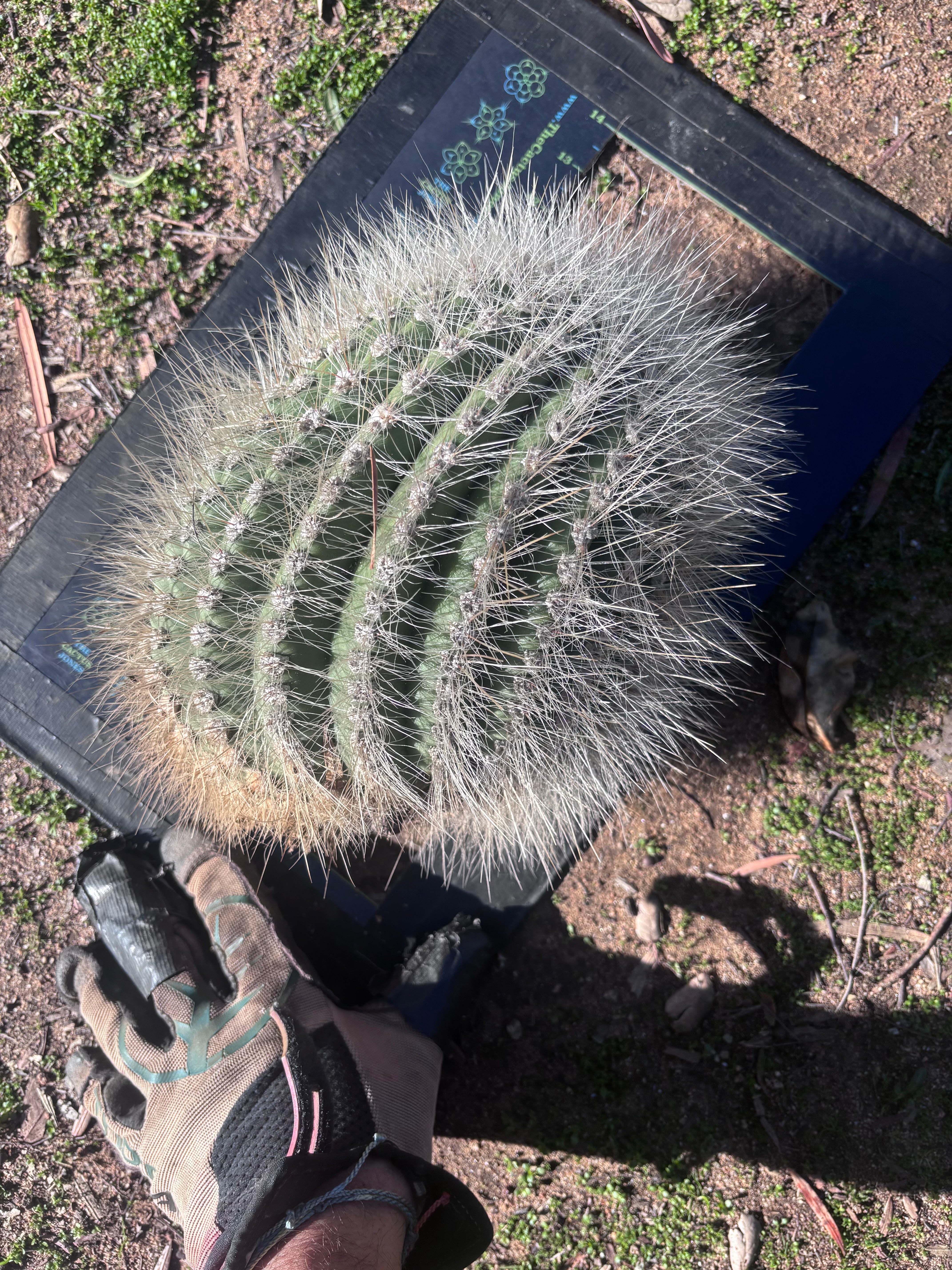 💎 T. Atacamensis — 11” x 8” Fur Melon (Last One)