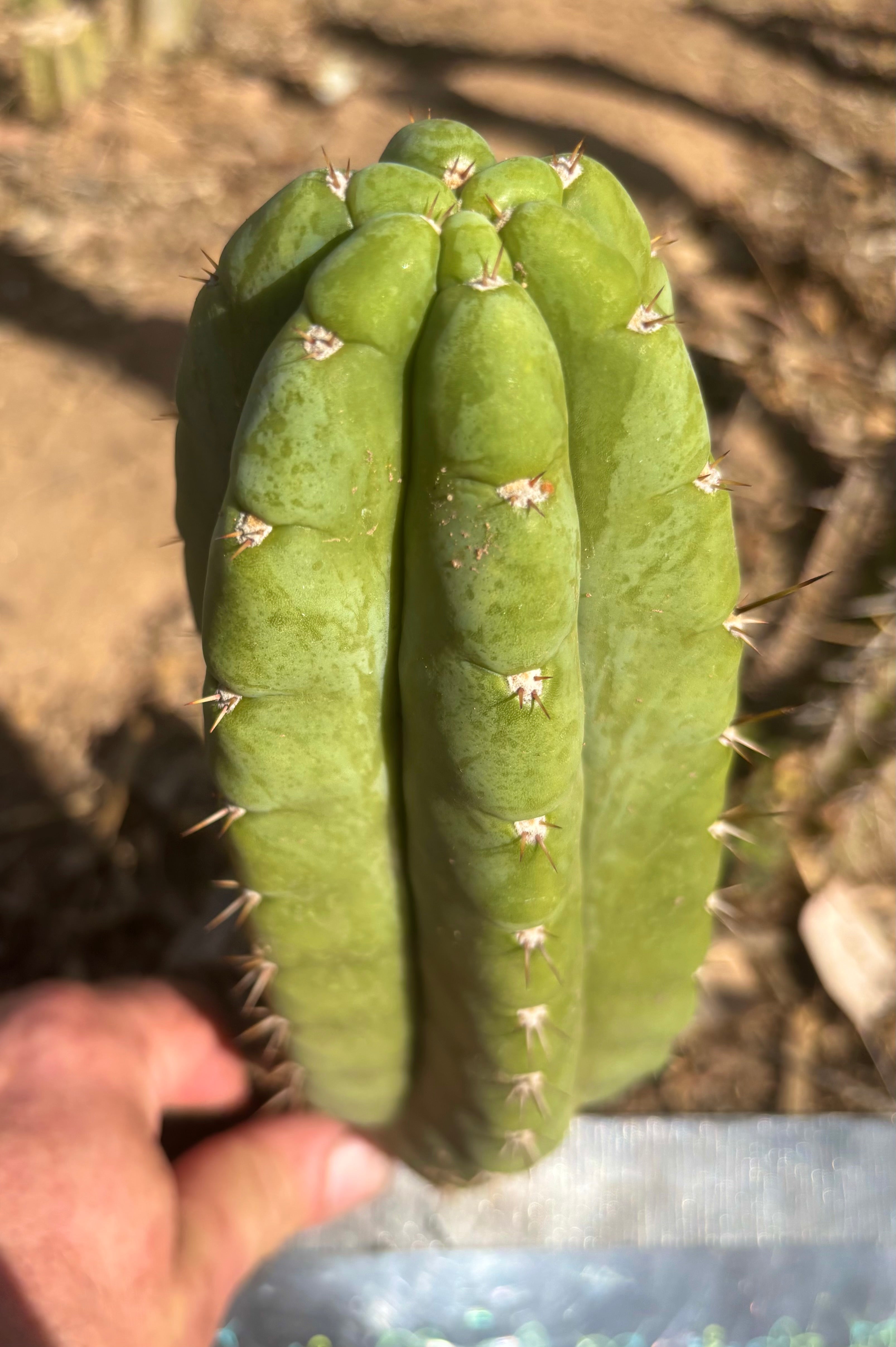 👑💎🌶️ Bob’s Colossus—  Chonky 8.5” Pup