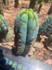 💎👑🌶️ Sharxx Blue — Chubby 8” Pup