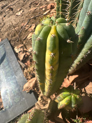👑 Variegated Pachanoi — 9” Tip