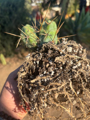 👑🌶️🌶️  TBM Clone B — Fully Rooted