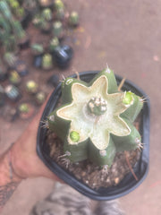 💎👑💎 SCB  — Pup Graft on Rooted PC