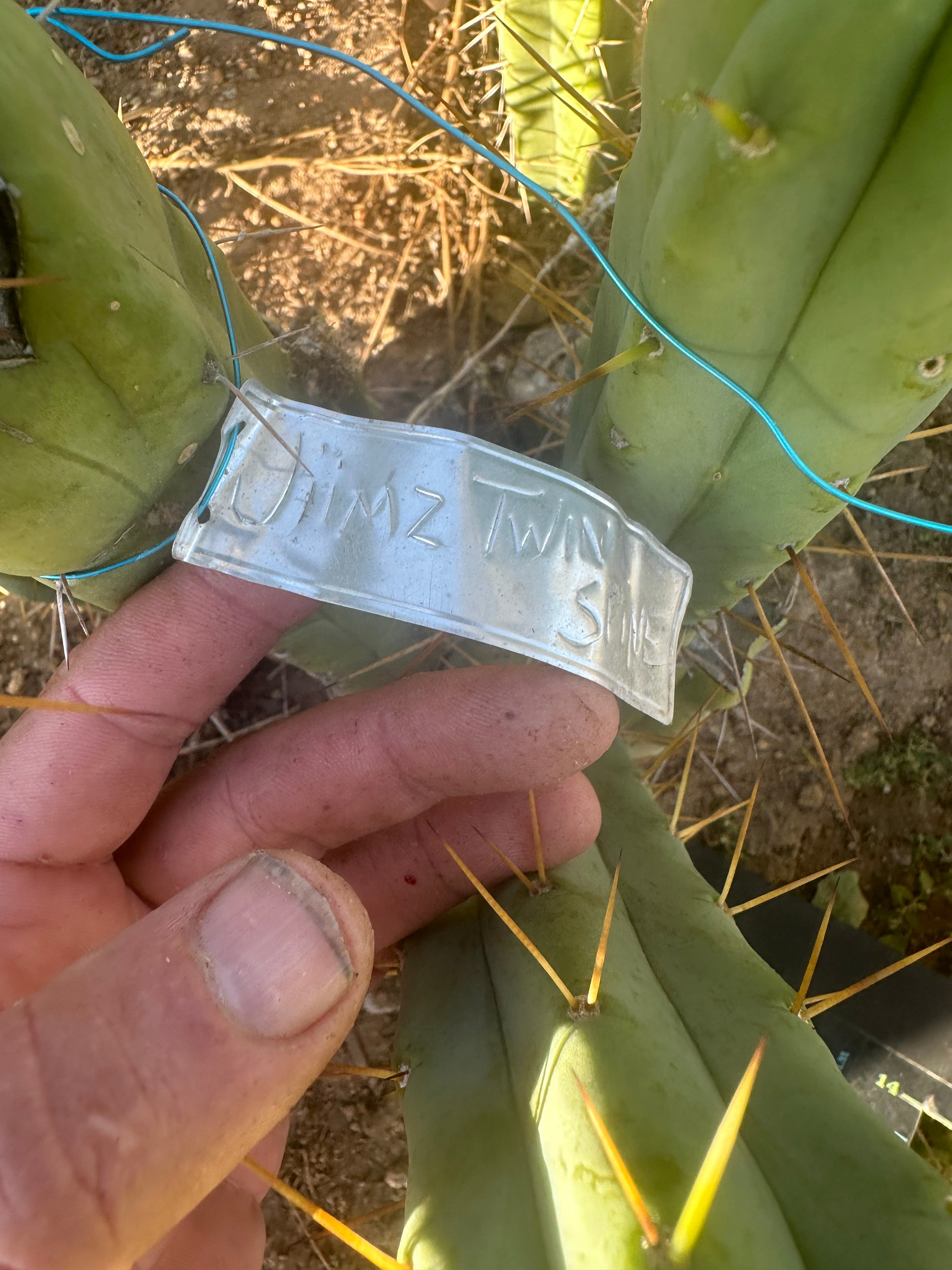 👑🌶️🌶️ Jiimz Twin Spine  — 12” Tips