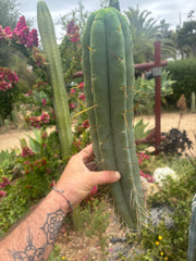 👑💎🌶️🌶️ Eileen — 17” Mega Tip