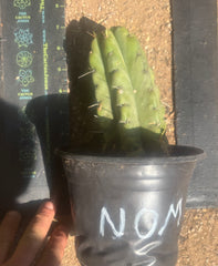 💎💎🌶️🌶️ NOM — Rooted 8” Pup