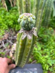 👑💎 Glorp — Tip Graft