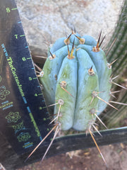 💎👑 BBG48.1540 — Fat 6” Tip