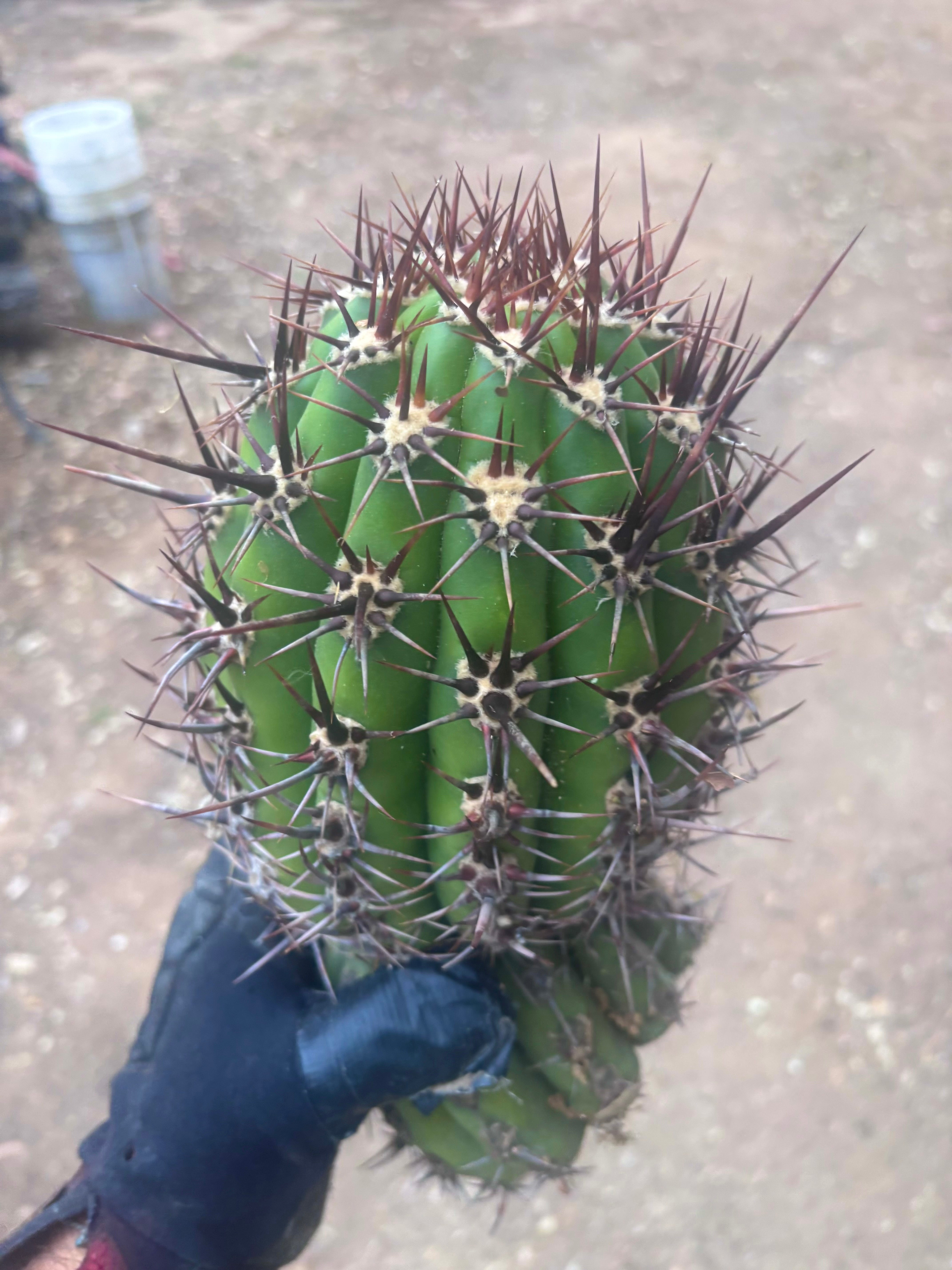 💎 Tacaquirensis — FAT 12” Tip
