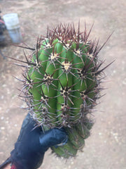 💎 Tacaquirensis — FAT 12” Tip