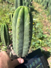 👑🌶️🌶️ Landfill — Another 9” Pup