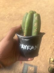 💎👑💎 Havran — Pup Grafts on Rooted Pierre (Inventory Listing)