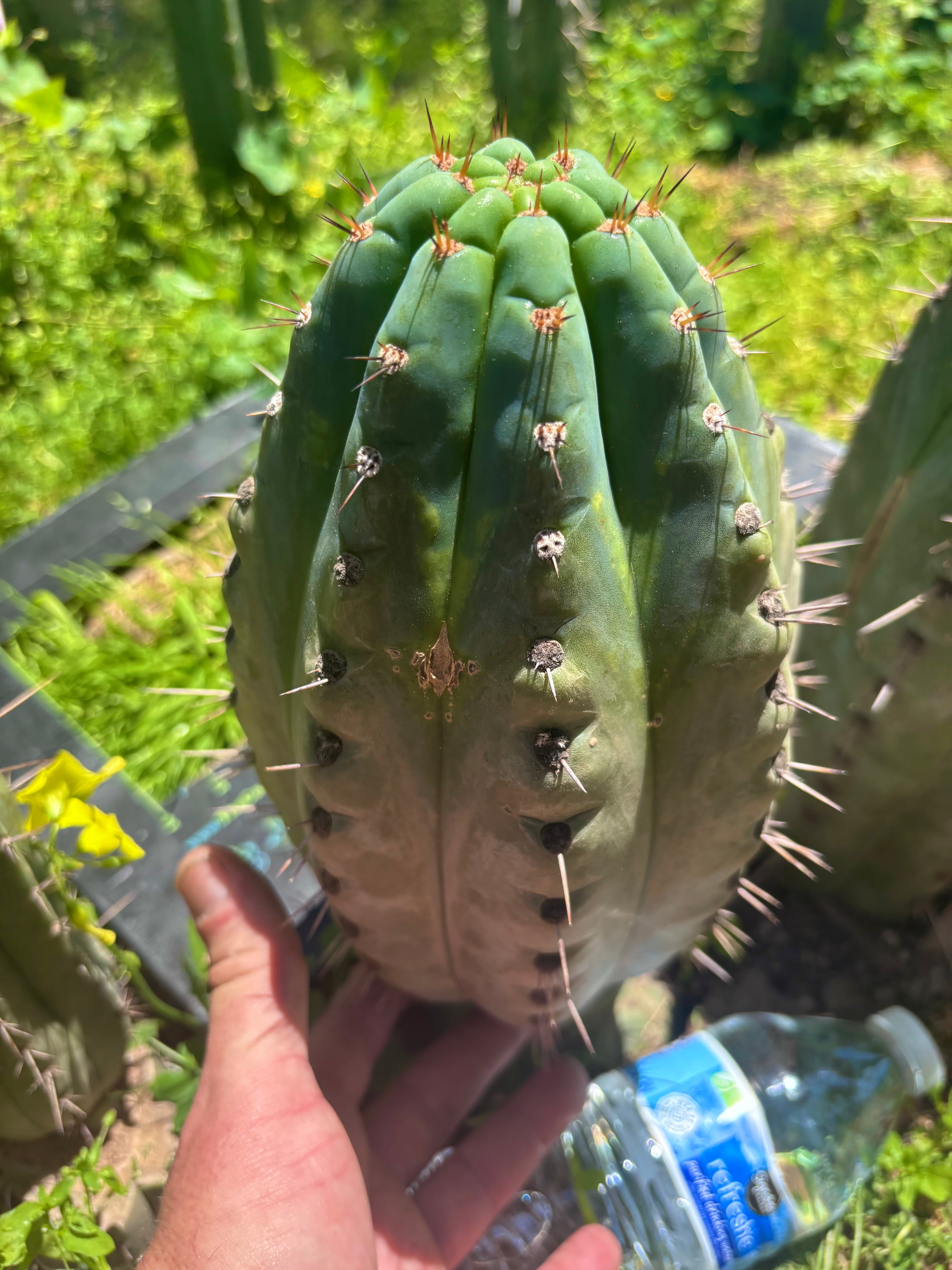 💎👑💎 Papa Smurf — Massive 11” Notch Melon