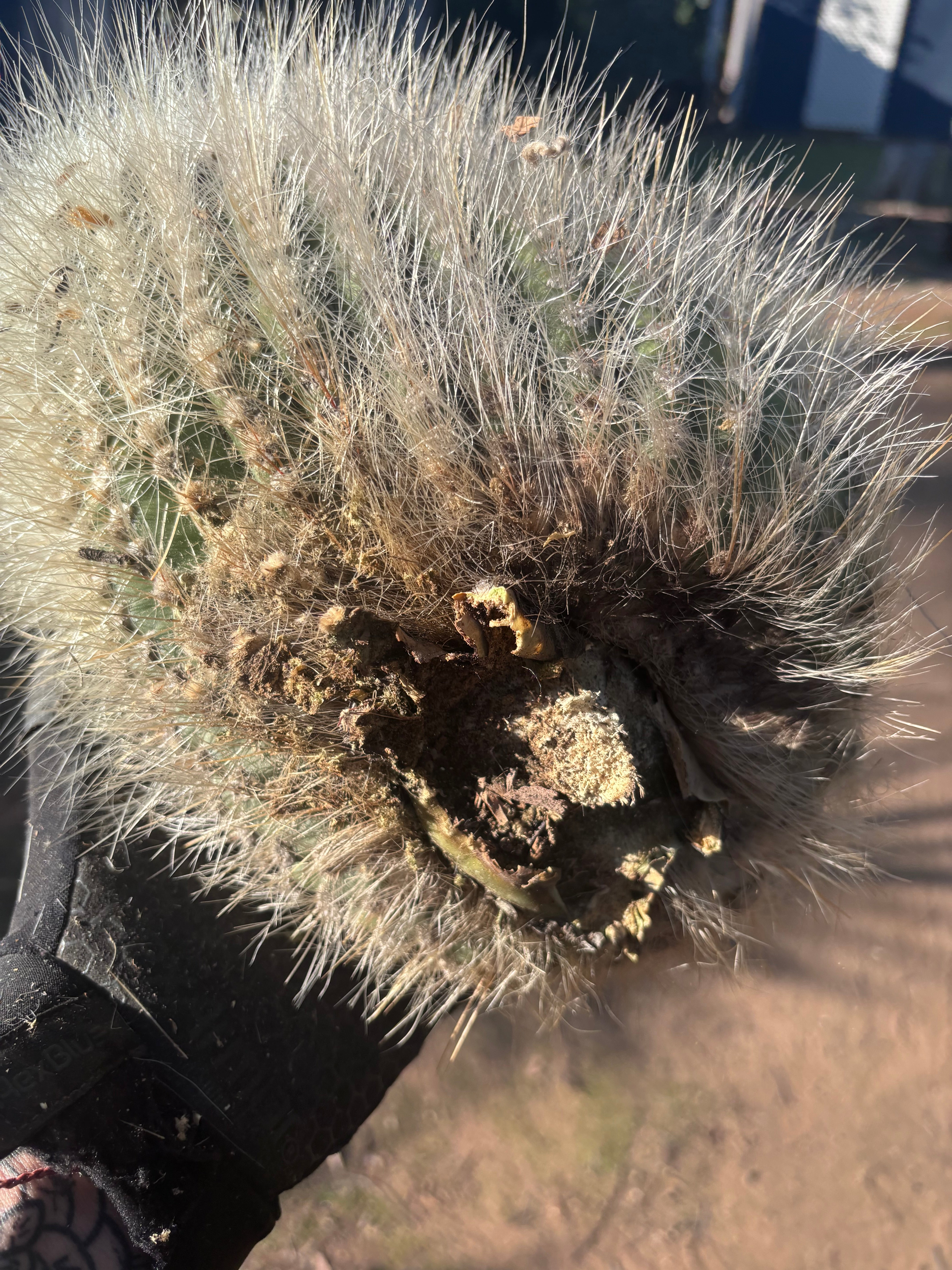 💎 T. Atacamensis — 12” x 9” Fur Melon