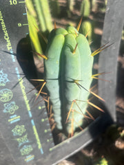 👑🌶️ Basement Shaman — 9” Tip