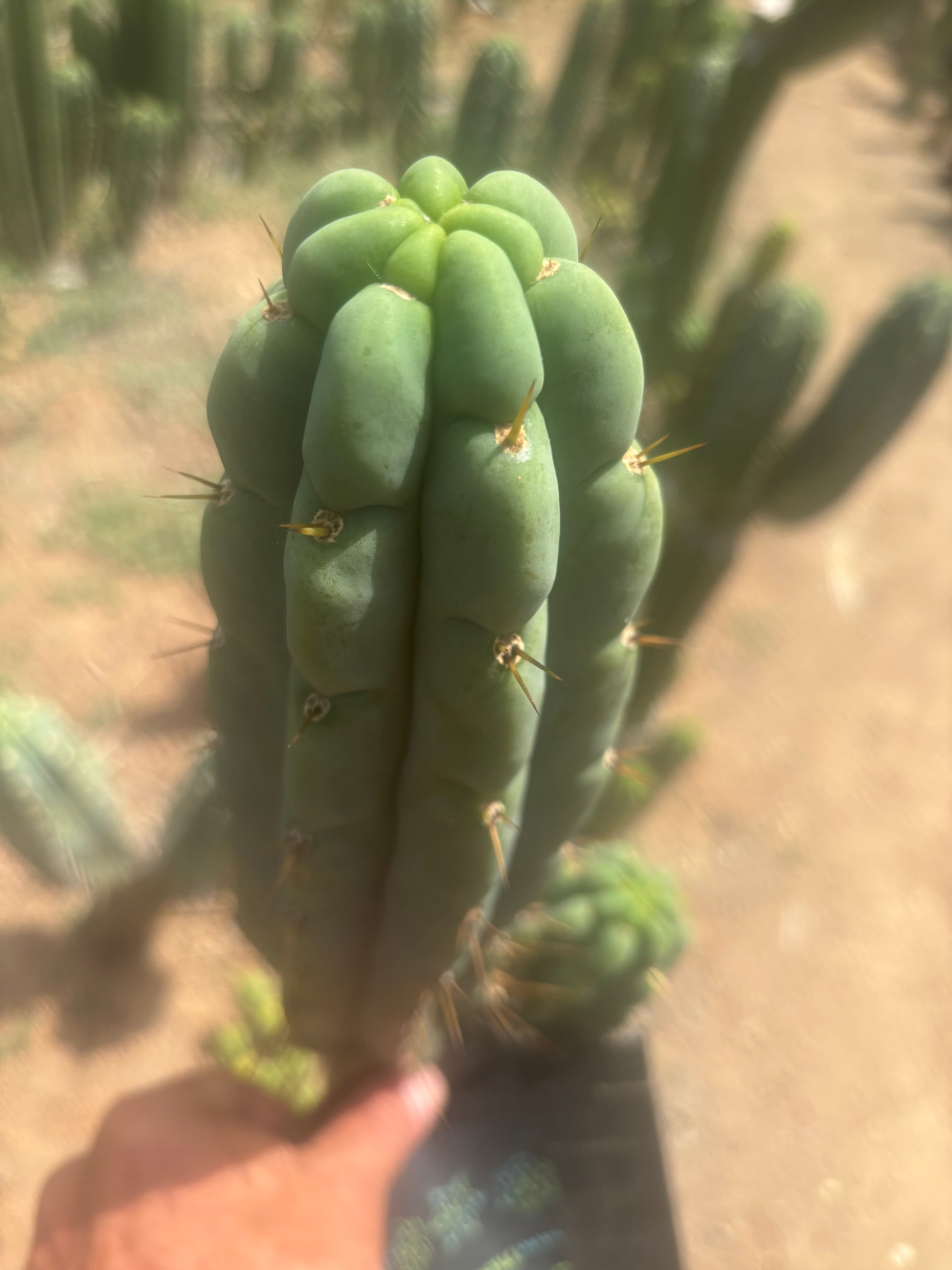 👑🌶️🌶️ Austy’s Bomb — 11.5” Pup
