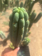 👑🌶️🌶️ Austy’s Bomb — 11.5” Pup