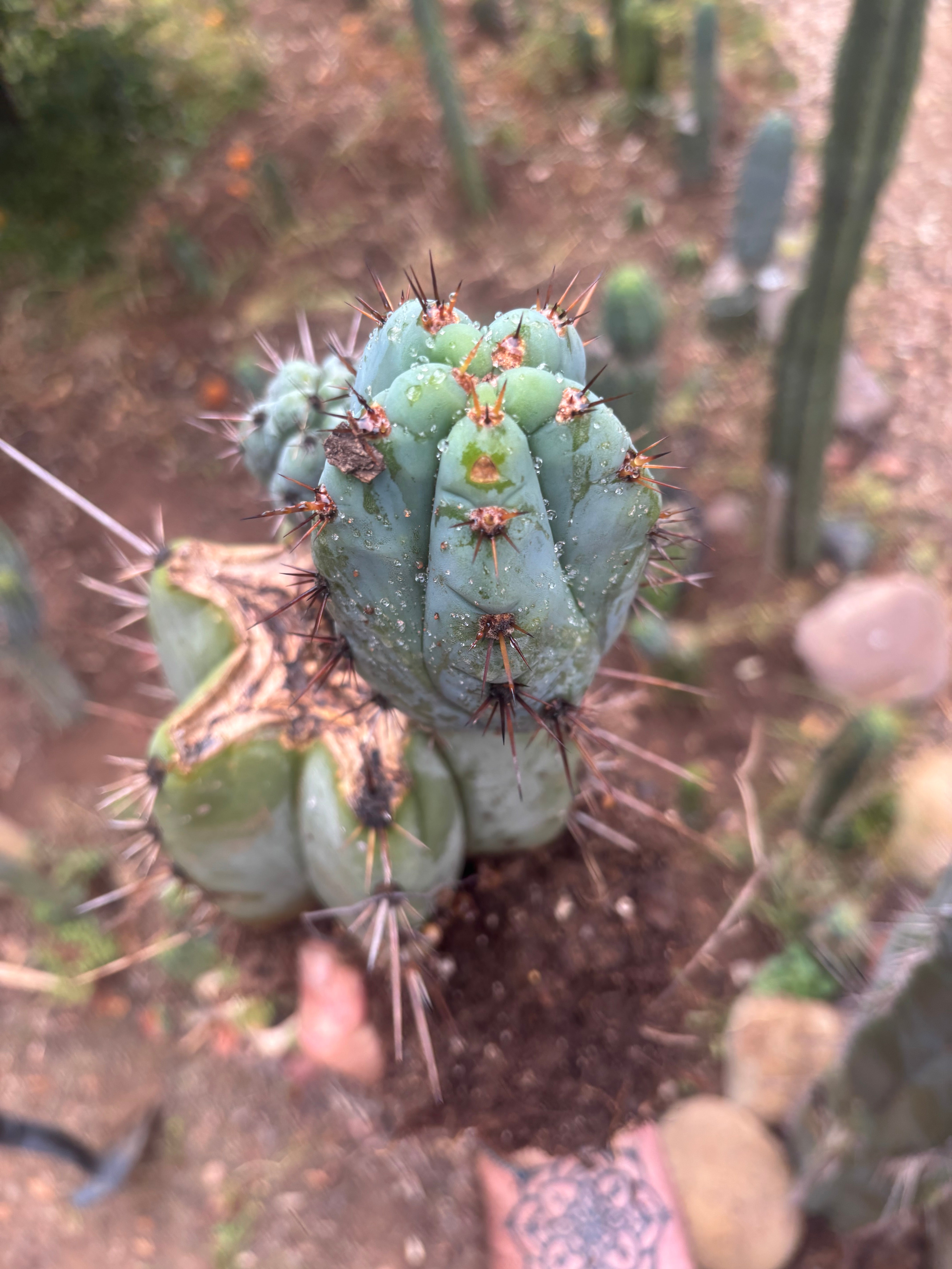 💎👑💎 Papa Smurf — *Hefty* Rooted Mid w/ Pups